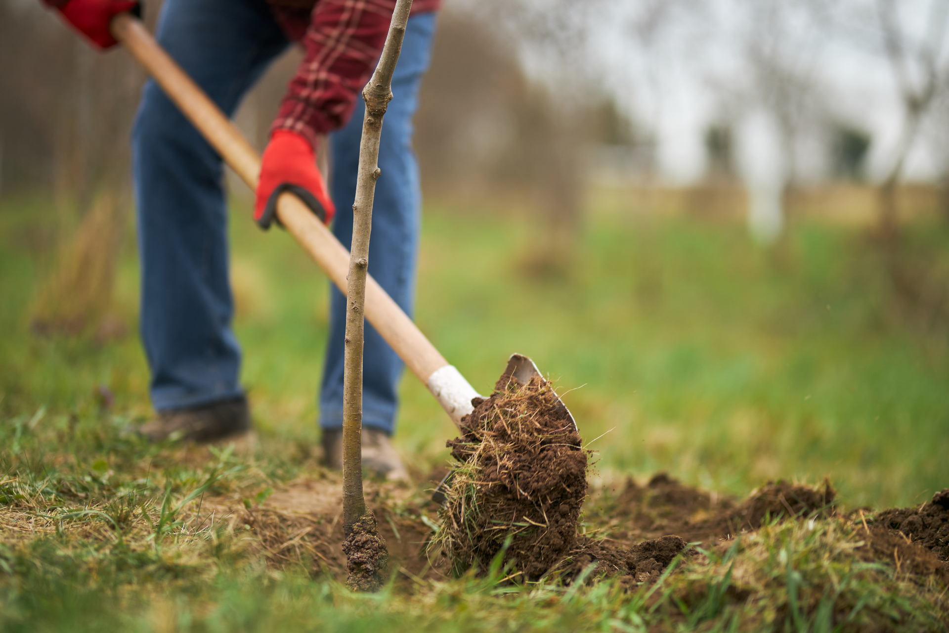 A gardener planting a young bare-root tree with a spade