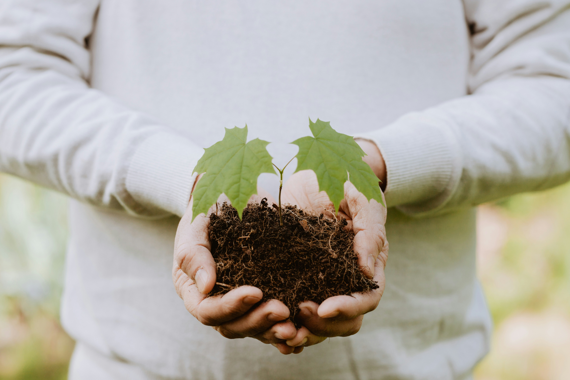 Hands cradling a young maple sapling with its roots and soil