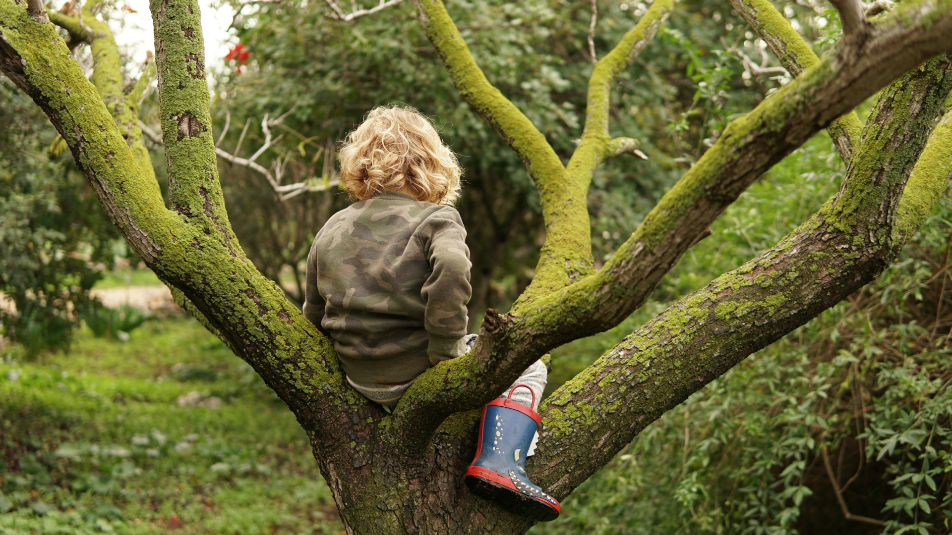A child sitting in the branches of an old moss-covered tree